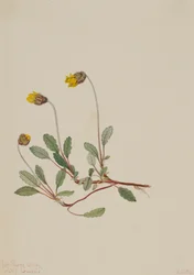 Gul Dryad Dryas drummondii, 1904.