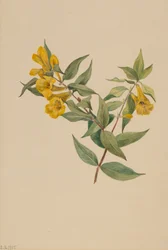 Gul Jessamine Gelsemium sempervirens, 1905.