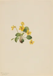 Gul viol (Viola orbiculata)