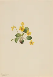 Gulviolet Viola orbiculata, 1916.