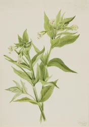 Gul pilegras Epilobium lutem, 1906.