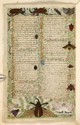 Tilføje. 28841, f.4v: Møl og hornbiller, fra en afhandling om dyder og laster, og en anonym prosahistorie på Sicilien (fragment), c.1330-40 (vellum)