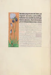 Dronning Isabella den katolske, dronning af Spaniens åbningstider: Fol. 79v, ca. 1500.