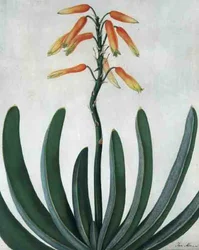 Aloe Striata (akvarel og gouache over blyant på pergament)