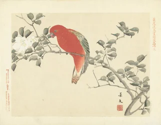 Rød papegøje på gren med hvide blomster Flower and Bird Skitser fra Keibun - del tre (serietitel) Keibun kacho gafu kohen (serietitel på objekt)