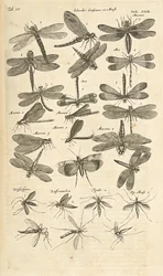 Fane III, Dragonflies, Illustration fra fra 