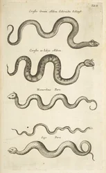 Fane II, Snakes, Illustration fra fra 