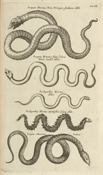 Fane IX, Sea Snakes, Illustration fra fra 