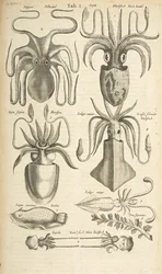 Fane I, blæksprutte, Illustration fra fra 
