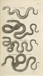 Fane V, Snakes, Illustration fra fra 