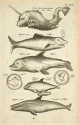 Fane 43, Delfiner, Illustration fra fra 