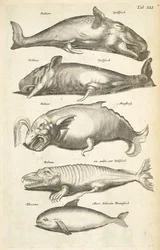 Tab XLI, Hvaler, Illustration fra 
