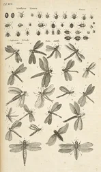 Fane XVII, guldsmede, Illustration fra fra 