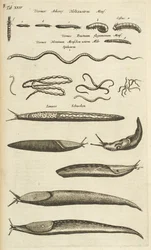 Fane XXIV, Snegle og orme, Illustration fra 