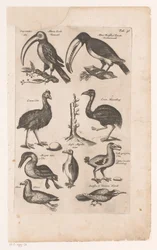 Tokans og andre fugle Fuglenes naturhistorie, bog 6 J. Jonston (serietitel)