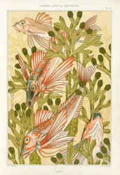 Red Mullet, pub. 1897.