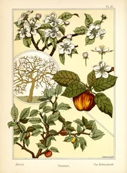 Æbletræet (farve litho)