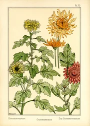 Krysantemum (farve litho)