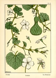Græskarret (farve litho)
