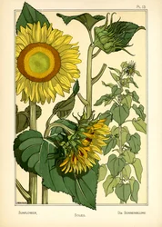 The Sunflower (Color Litho)
