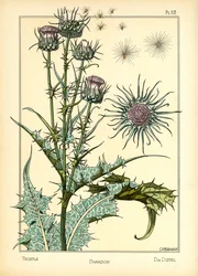 The Thistle (farve litho)