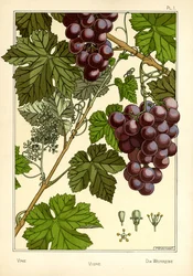 The Vine (farve litho)