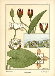 Åkande (farve litho)