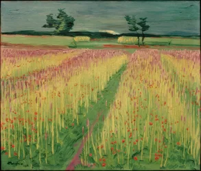 Blomstrende kornmark