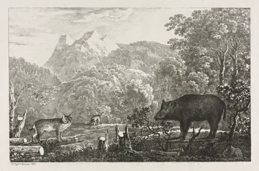 Vildsvin, vildkat og los, 1807.