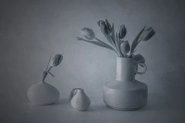 Stemningsfuldt stilleben med tulipaner
