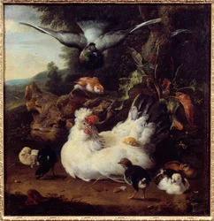 En høne og hendes kyllinger. Maleri af Melchior Hondecoeter (1636-1695), 17. århundrede. Caen, Museum for Skønne Kunster