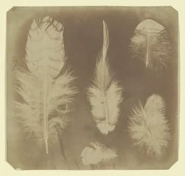 Kyllingefjer, ca. 1840.