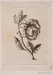 Opstod