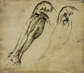 Anatomiske studier af et ben, tegning af Michelangelo. Casa Buonarroti, Firenze
