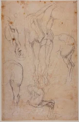 Anatomiske studier af en hest