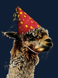 Fødselsdag Alpaca på Midnight Blue, 2020