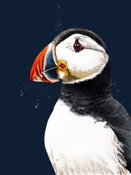 Clive The Puffin på Midnight Blue, 2020
