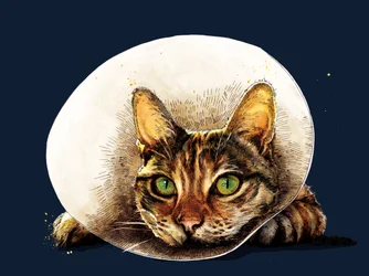 Få det godt Kat på Midnight Blue, 2020