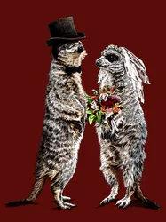 Gift Meerkats på Red Oxide, 2020