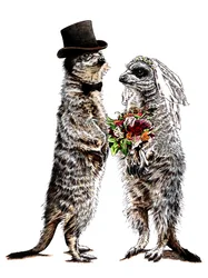 Gift Meerkats on White, 2020