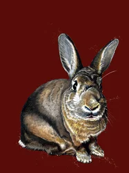 Meg The Bunny på Red Oxide, 2020