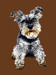 Ollie Schnauzeren på brændt appelsin, 2020