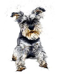 Ollie Schnauzeren på hvidt, 2019
