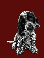 Rosie, cocker spanielen, på rød oxid, 2020