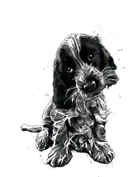 Rosie, cocker spanielen, på hvidt, 2019
