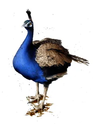 Påfuglen på hvidt, 2019