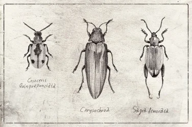 Insektsymfoni