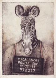 Zebra-mysteriet om forbryderfotos