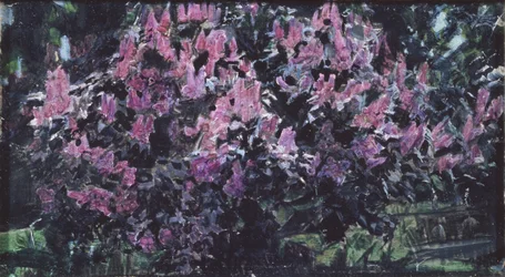 Syrener