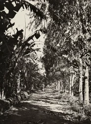 Opbygning af et imperium i den fascistiske tidsalder: en frugtlund i Cheren, 09/05/1936 (s/h foto)
